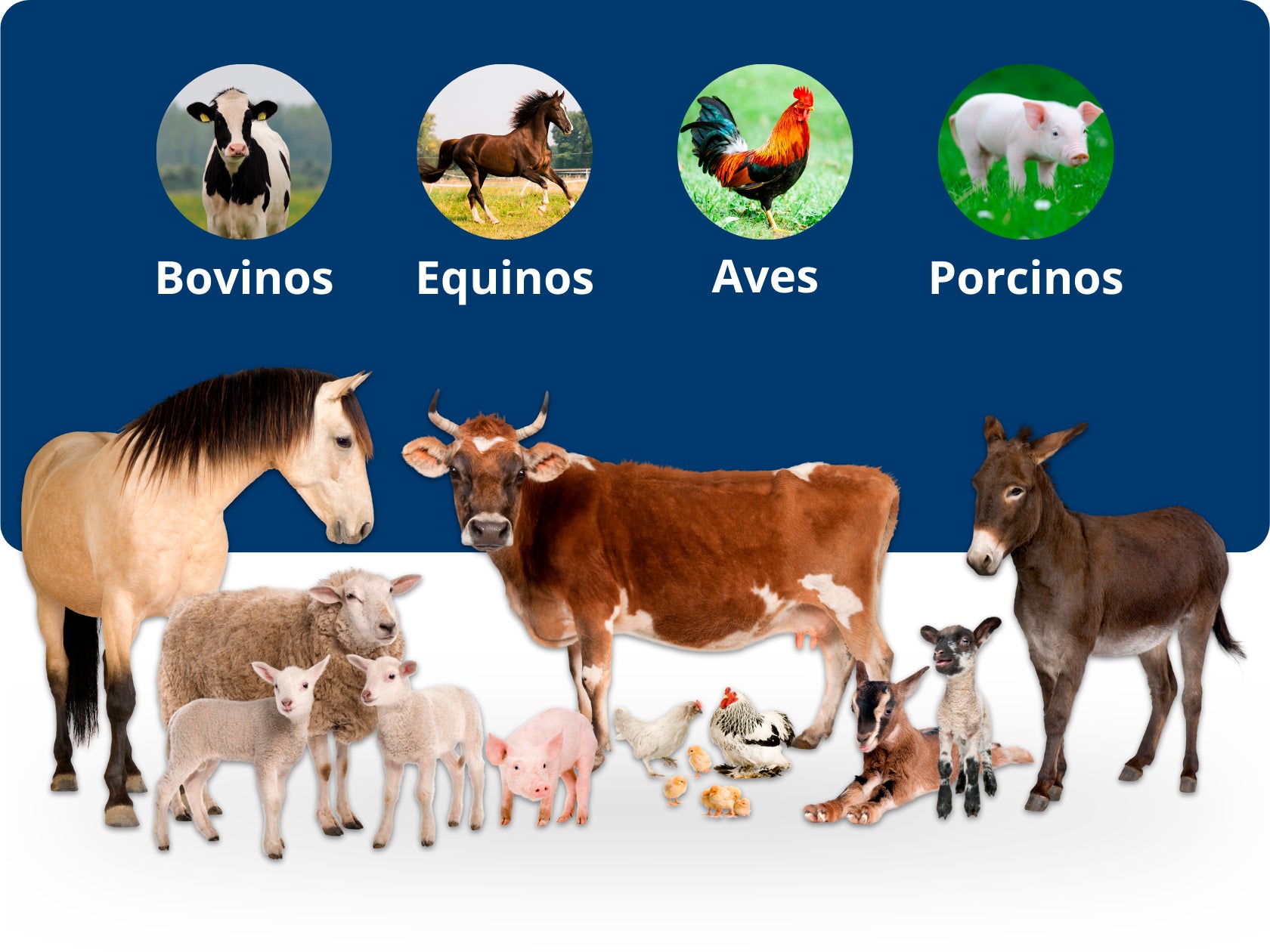 Especies | Robles Veterinaria