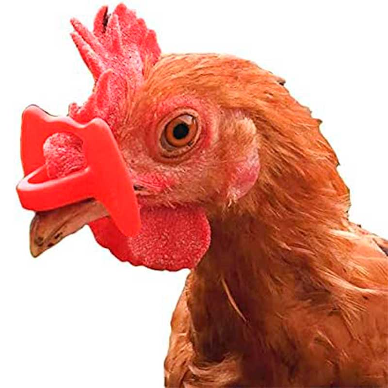 Lentes de Plástico para Gallinas - Robles Veterinaria - Cattle Shop